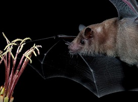 Bat Pollinating a Flower